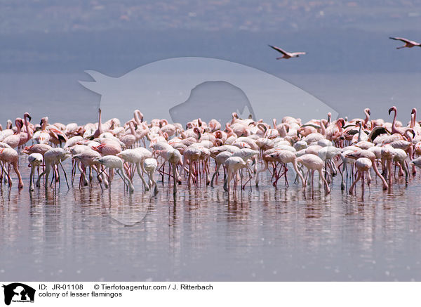 Kolonie Zwergflamingos / colonyof lesser flamingos / JR-01108